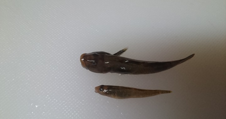 根尾天然鮎 うるりと新子 うるりの子供 清流ジビエ